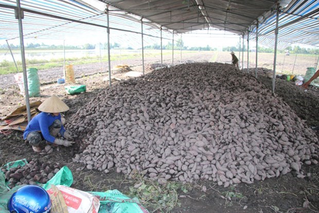 Раион Меконг производит высококачественныи сладкии картофель на экспорт hinh anh 1