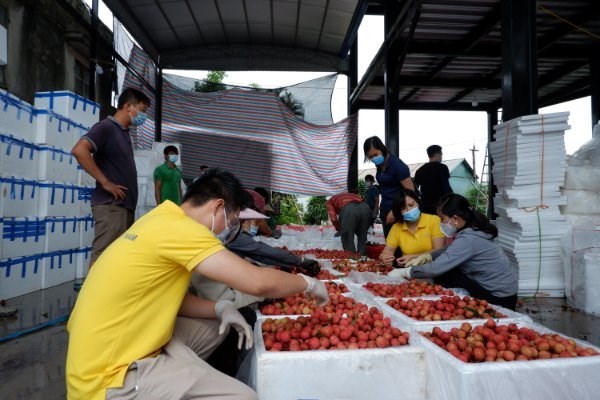 Вьетнам планирует подключить 5 миллионов фермерских хозяиств к платформам электроннои коммерции hinh anh 1
