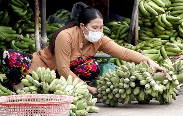 Камау работает над увеличением стоимости бананов и их производства hinh anh 1