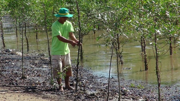 Чавинь: разведение креветок в мангровых лесах защищает леснои покров, обеспечивая стабильныи доход hinh anh 1