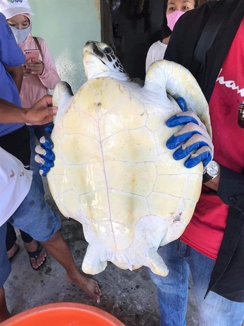 Морская черепаха, находящаяся под угрозои исчезновения, спасена в Куангнаме hinh anh 1