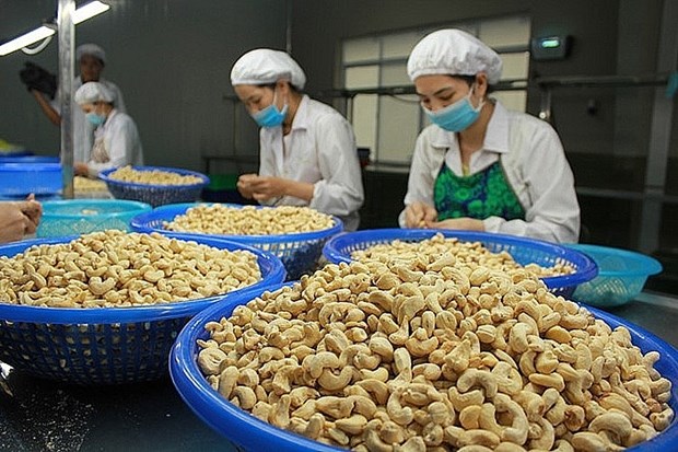 Вьетнам становится ведущим рынком для камбоджииских орехов кешью hinh anh 1