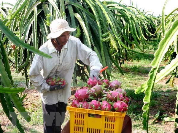 Тиенжанг развивает направление выращивания драгонфрута на экспорт hinh anh 1