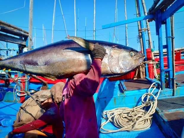 Экспорт тунца из Вьетнама резко упал в августе hinh anh 1
