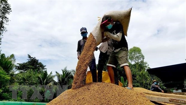 Рост цен на вьетнамскии рис на внутреннем и внешнем рынках hinh anh 1