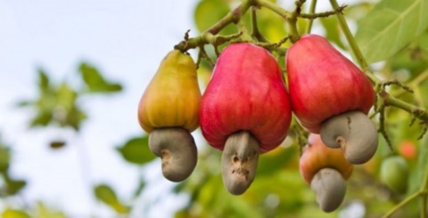 Вьетнамские орехи кешью занимают почти 90% рынка США hinh anh 1