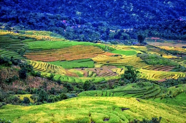 Удивительныи «золотои сезон» на террасных рисовых полях Ити hinh anh 8
