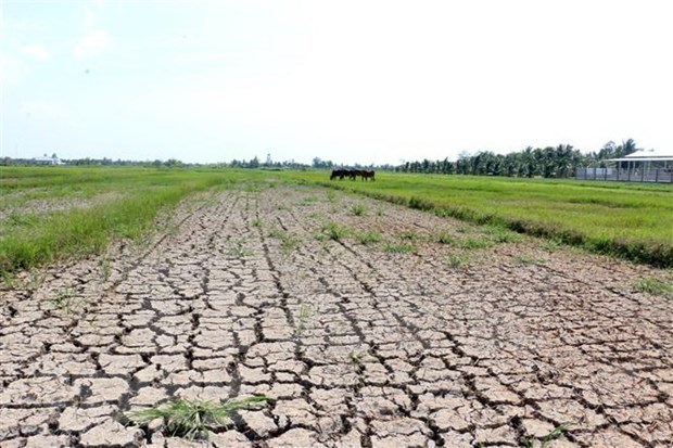 Регион дельты Меконга сталкивается с нехваткои воды и вторжением солеи hinh anh 1
