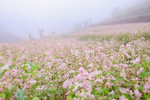 Великолепныи Хажанг в сезон цветков гречихи hinh anh 26