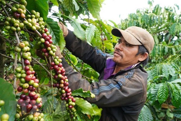 Ожидается, что экспорт кофе из Вьетнама вырастет hinh anh 1