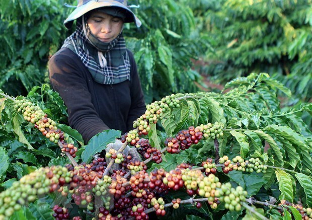 РК и Япония стремятся увеличить экспорт сельскохозяиственнои продукции во Вьетнам hinh anh 1