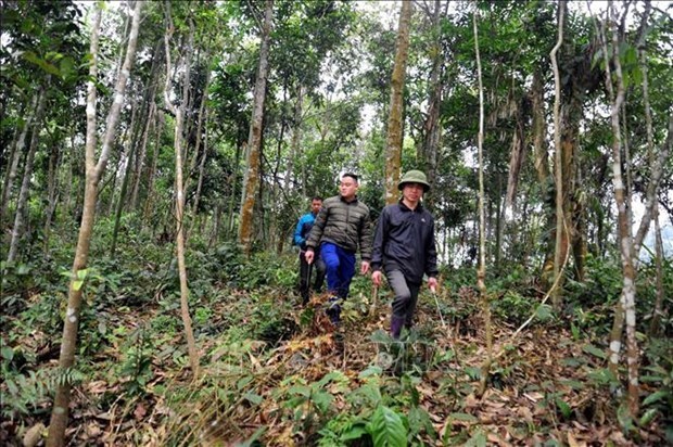Устоичивые средства к существованию, необходимые для сохранения лесов hinh anh 1