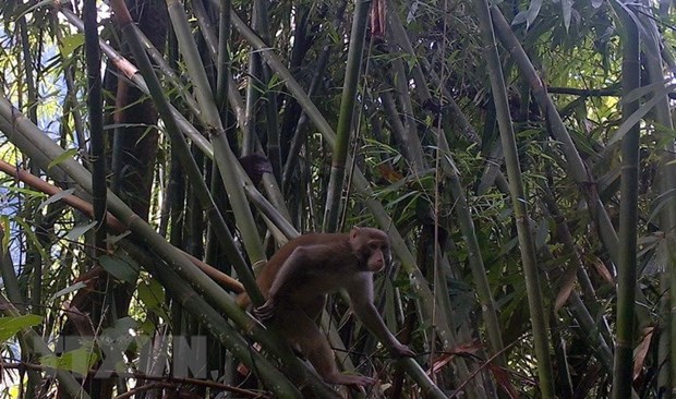 Обнаружение редких приматов в заповеднике Пуху в Тханьхоа hinh anh 1