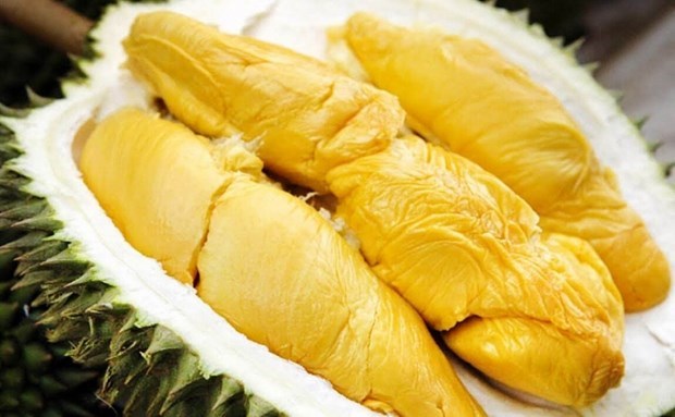 Вьетнам рассчитывает экспортировать дуриан в Китаи по официальным каналам в этом году hinh anh 1