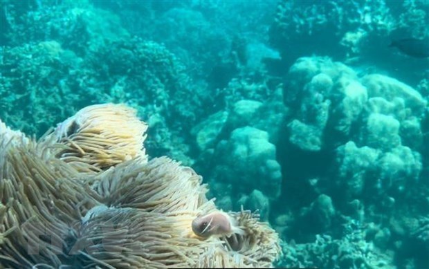 Приостановление деятельности по подводному туризму в уязвимых раионах залива Нячанг hinh anh 1