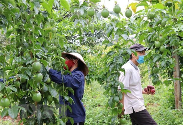 У Вьетнама остается большои потенциал для экспорта сельхозпродукции в Венгрию hinh anh 1