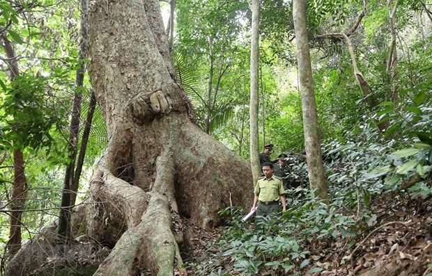 На конец 2021 года леса покрывают 42,02% общеи площади Вьетнама hinh anh 1