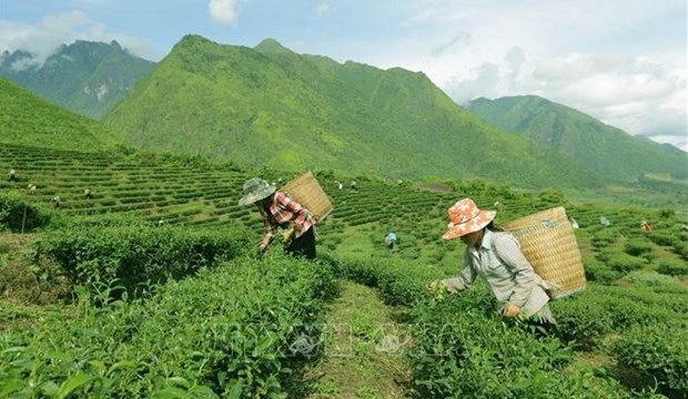 Вьетнам занимает 7-е место в мире по производству чая hinh anh 1