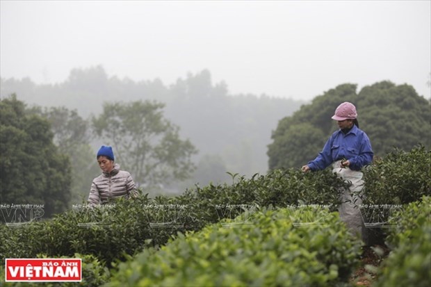 Вьетнам занимает 7-е место в мире по производству чая hinh anh 2