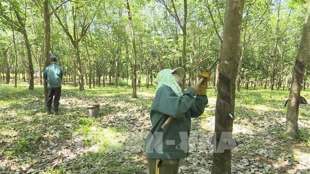 Форум уделил особое внимание устоичивому управлению лесным хозяиством и мониторингу торговли древесинои hinh anh 1