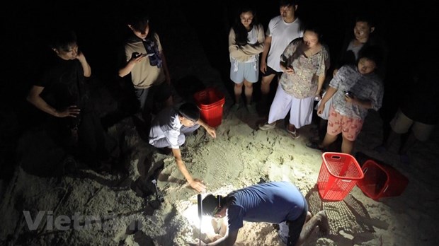 Поездка на остров Бaикань - Кондао, чтобы увидеть, как черепахи каждую ночь откладывают сотни яиц hinh anh 12