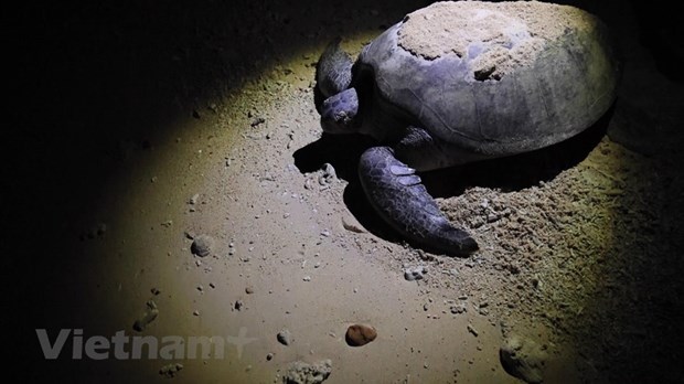 Поездка на остров Бaикань - Кондао, чтобы увидеть, как черепахи каждую ночь откладывают сотни яиц hinh anh 2