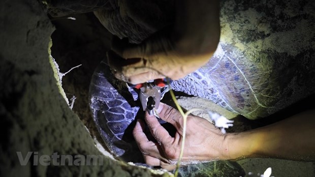 Поездка на остров Бaикань - Кондао, чтобы увидеть, как черепахи каждую ночь откладывают сотни яиц hinh anh 3