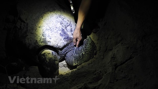 Поездка на остров Бaикань - Кондао, чтобы увидеть, как черепахи каждую ночь откладывают сотни яиц hinh anh 4