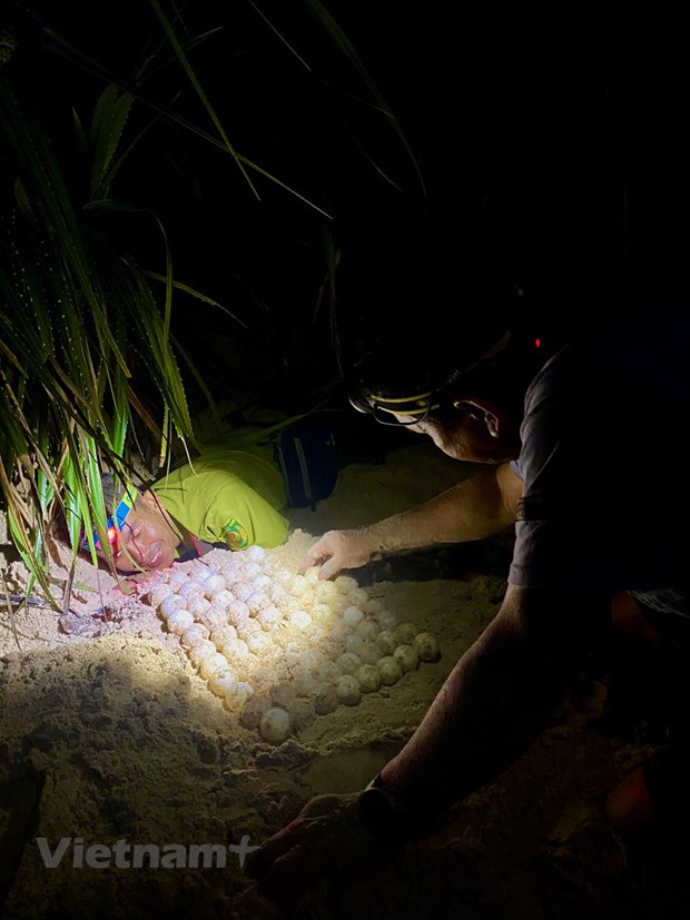 Поездка на остров Бaикань - Кондао, чтобы увидеть, как черепахи каждую ночь откладывают сотни яиц hinh anh 6