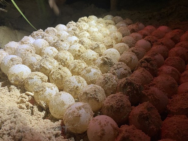Поездка на остров Бaикань - Кондао, чтобы увидеть, как черепахи каждую ночь откладывают сотни яиц hinh anh 8