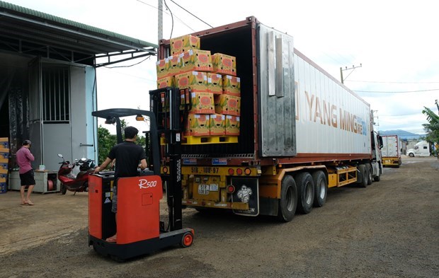 Ламдонг экспортировал первые 70 тонн дуриана в Китаи hinh anh 2