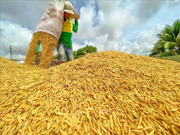 10.000 фермеров получило выгоду от проекта создания производственно-сбытовои цепочки риса hinh anh 1