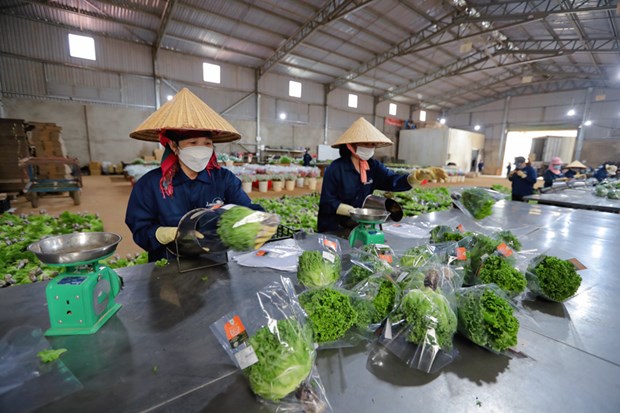 Гидропонные овощи из провинции Ламдонг экспортируются в Сингапур и Южную Корею hinh anh 1