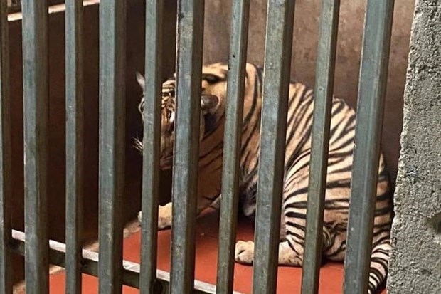 Вьетнамскии музеи природы будет использовать туши 9 тигров в научных целях hinh anh 1
