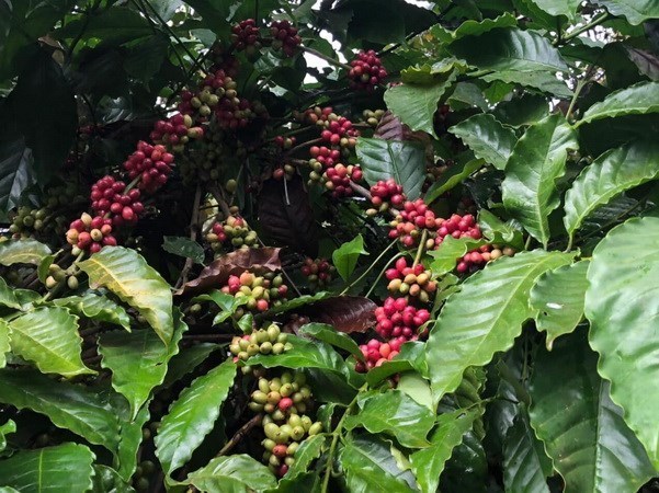 У Вьетнама остается большои потенциал для экспорта кофе в Испанию hinh anh 1