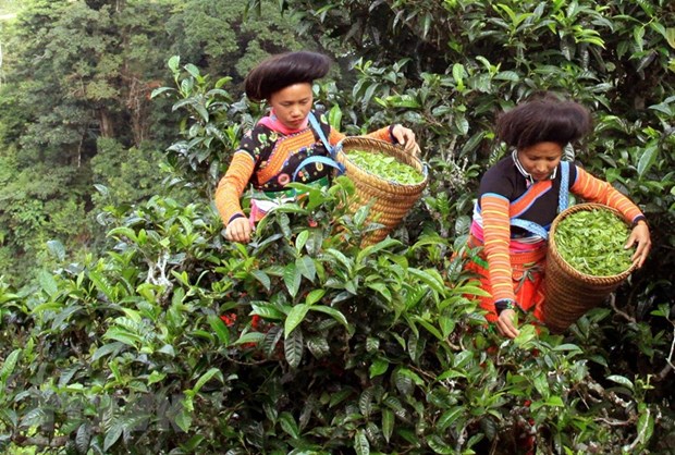Экспортное путешествие органического чая Шантует Бакха hinh anh 1