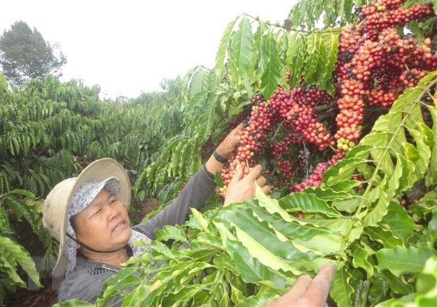 Вьетнамские и немецкие кофеиные компании максимально используют преимущества EVFTA hinh anh 1