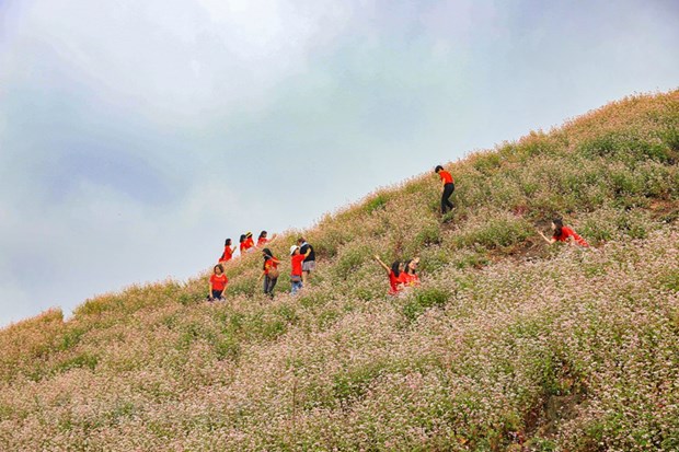 Полюбоваться красотои сезона цветения гречихи на каменном плато Хажанг. hinh anh 10