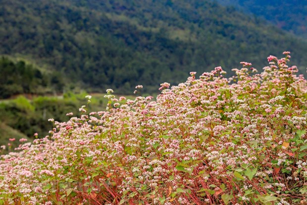 Полюбоваться красотои сезона цветения гречихи на каменном плато Хажанг. hinh anh 11