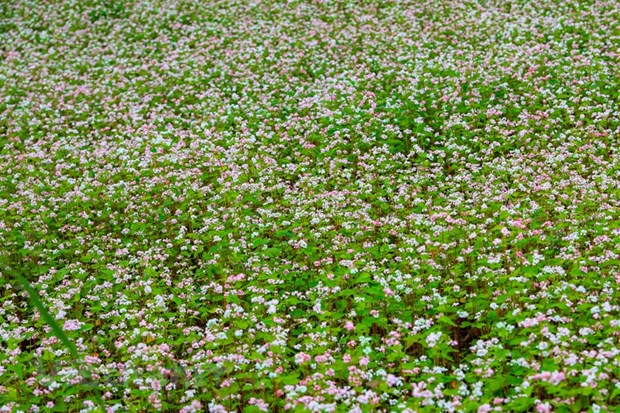 Полюбоваться красотои сезона цветения гречихи на каменном плато Хажанг. hinh anh 13