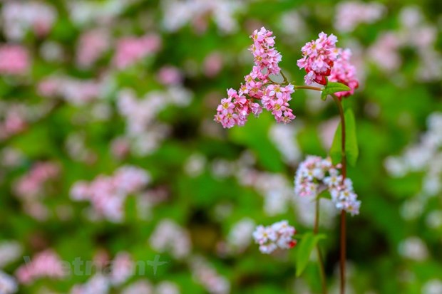 Полюбоваться красотои сезона цветения гречихи на каменном плато Хажанг. hinh anh 14