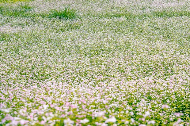 Полюбоваться красотои сезона цветения гречихи на каменном плато Хажанг. hinh anh 2