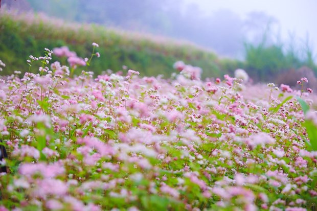 Полюбоваться красотои сезона цветения гречихи на каменном плато Хажанг. hinh anh 3