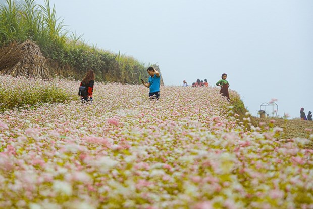 Полюбоваться красотои сезона цветения гречихи на каменном плато Хажанг. hinh anh 5