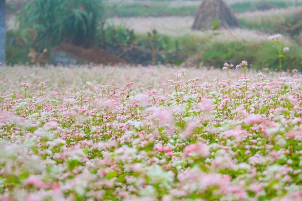 Полюбоваться красотои сезона цветения гречихи на каменном плато Хажанг. hinh anh 8