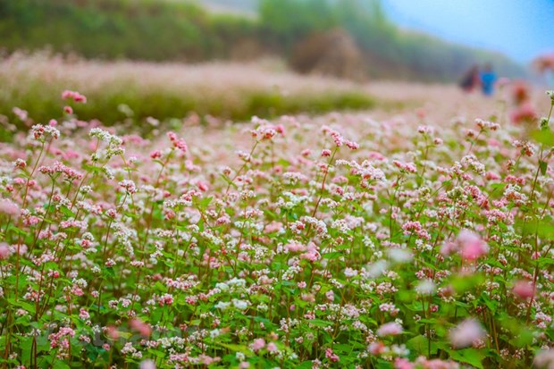 Полюбоваться красотои сезона цветения гречихи на каменном плато Хажанг. hinh anh 9