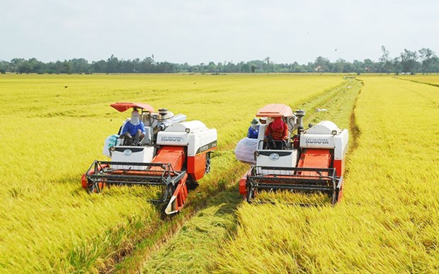 Институт риса дельты Меконга восстановит специальные сорта риса Кантхо hinh anh 1
