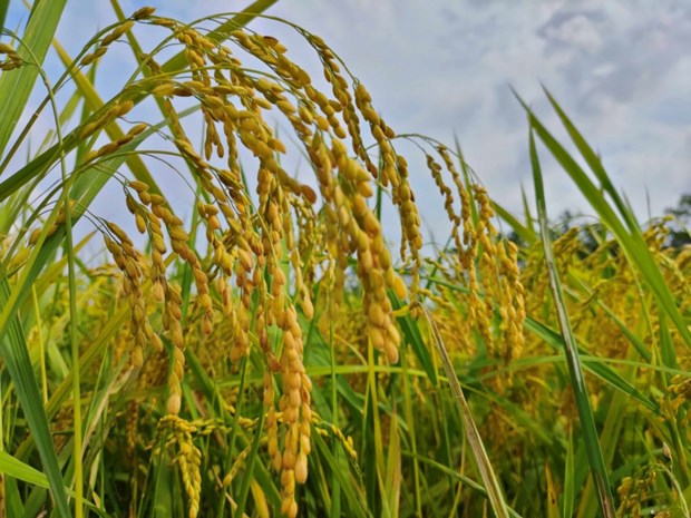 Институт риса дельты Меконга восстановит специальные сорта риса Кантхо hinh anh 2