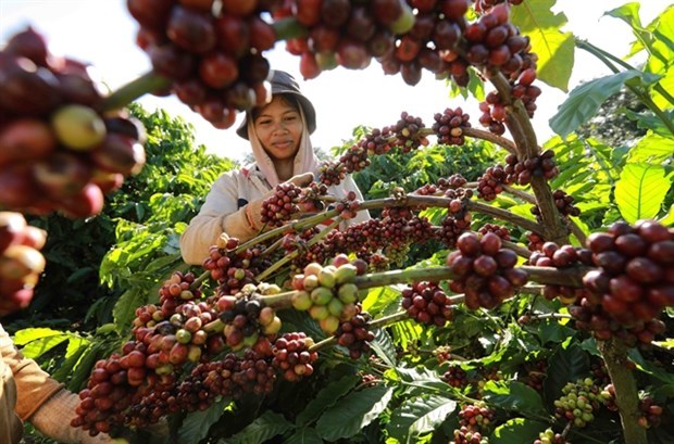 Экспорт кофе может достичь 4 млрд. долл. США, поскольку мировые цены остаются высокими hinh anh 1