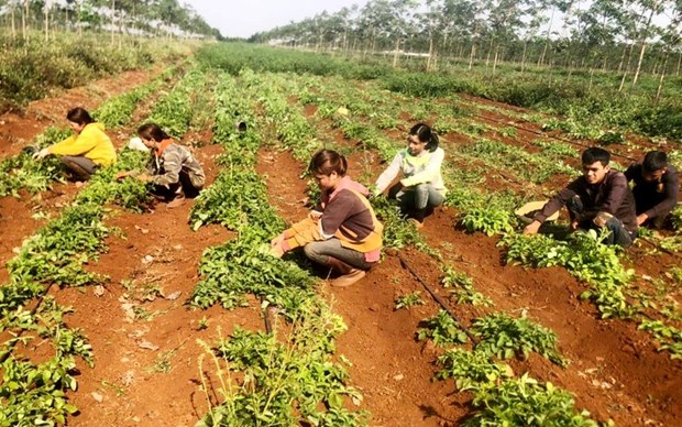 Выведение вьетнамских лекарственных трав на мировои рынок hinh anh 2